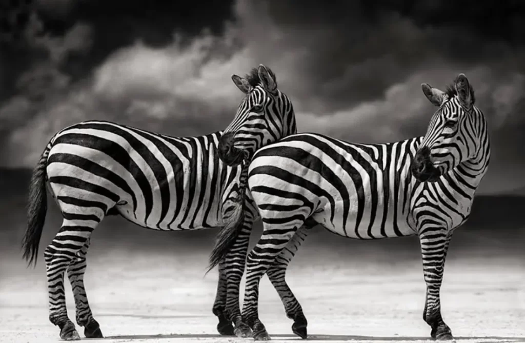 zebre fotografare da nick brandt