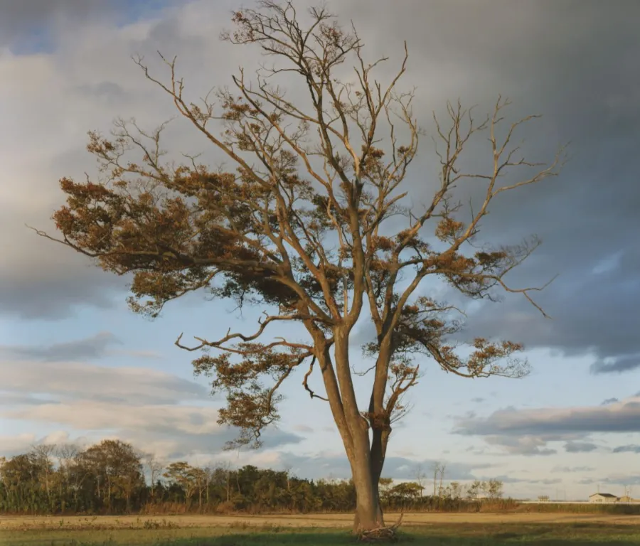 Foto di Naoya Hatakeyama