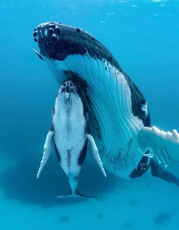foto di paul nicklen al mare