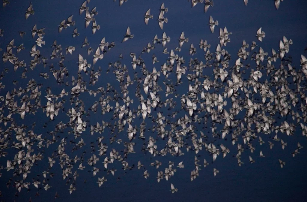 Foto di uccelli in volo di Rinko Kawauchi