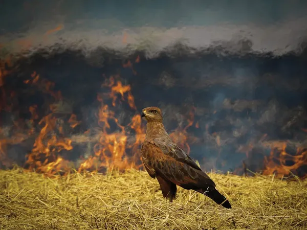 Audubon Photography Awards (3)